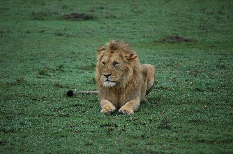 Lion looking.JPG